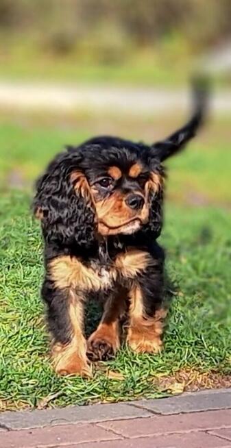Cavalier King Charles Spaniel fci