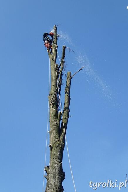 Alpinistyczna Wycinka Drzew w miejscach trudno dostępnych