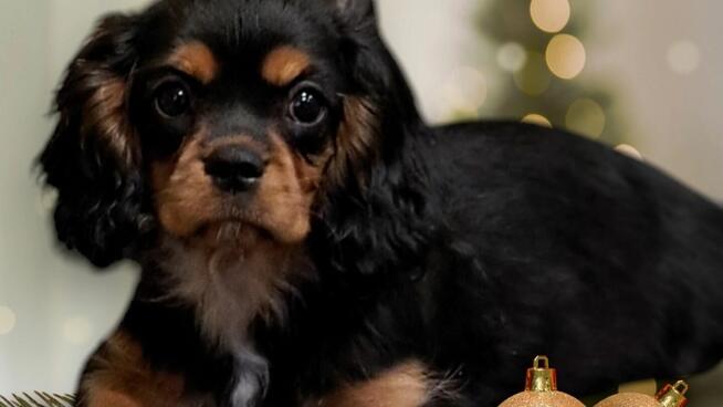 Cavalier King Charles Spaniel fci