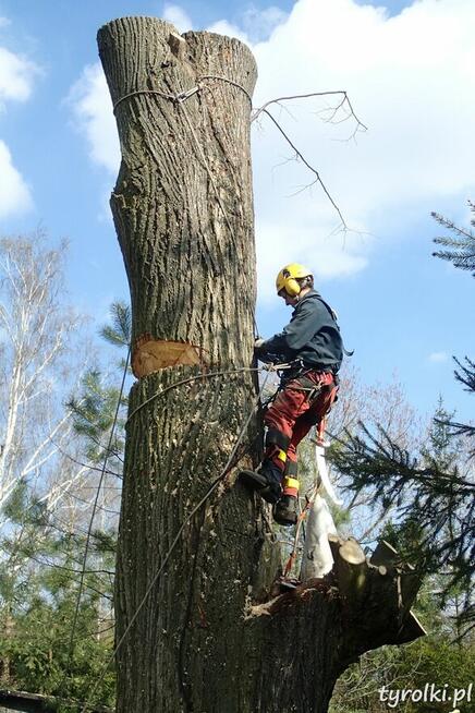 Alpinistyczna Wycinka Drzew w miejscach trudno dostępnych