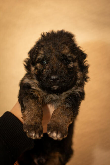 Suczka owczarek niemiecki długowłosy