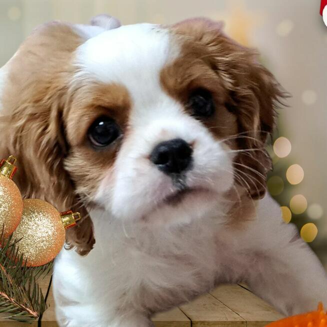 Cavalier King Charles Spaniel fci