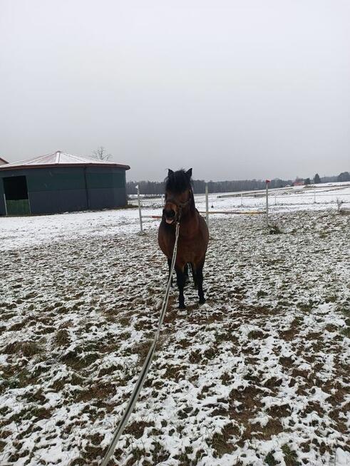 Ogier huculski z licencją JESTON (GURGUL)