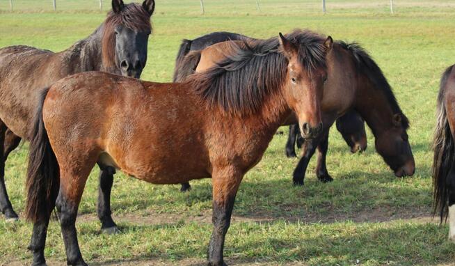Sprzedam konie huculskie mojej hodowli po rodzicach dopłatow