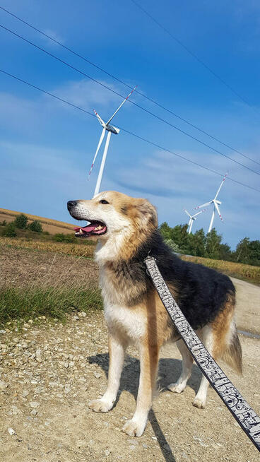 Piękny seniorek stracil nadzieje na kochajacy dom czy dostan