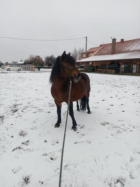 Ogier huculski z licencją JESTON (GURGUL)