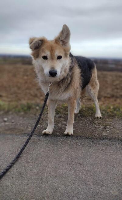 Piękny seniorek stracil nadzieje na kochajacy dom czy dostan
