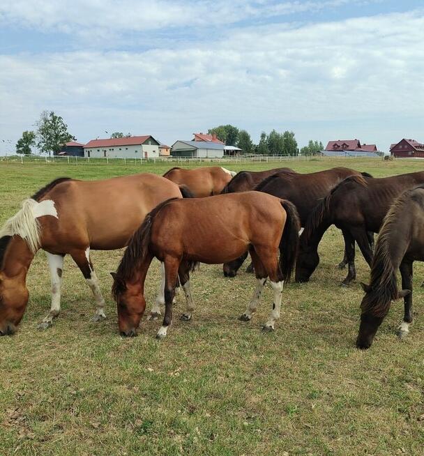 Sprzedam konie huculskie mojej hodowli po rodzicach dopłatow