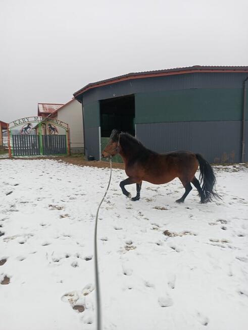 Ogier huculski z licencją JESTON (GURGUL)