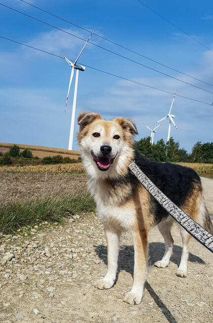 Piękny seniorek stracil nadzieje na kochajacy dom czy dostan