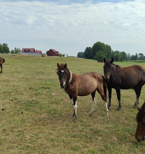 Sprzedam konie huculskie mojej hodowli po rodzicach dopłatow