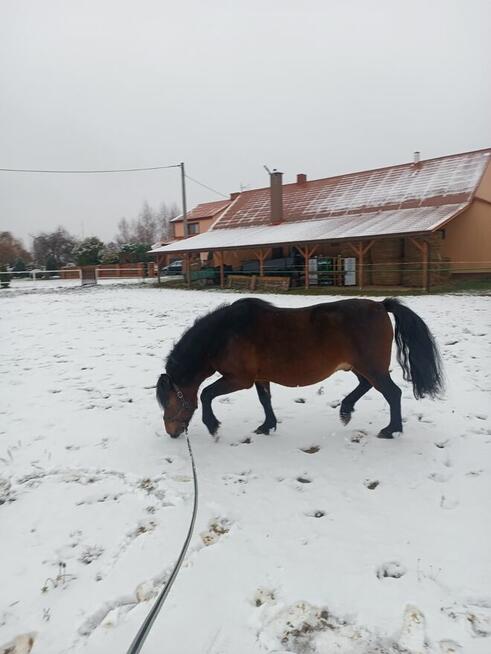 Ogier huculski z licencją JESTON (GURGUL)