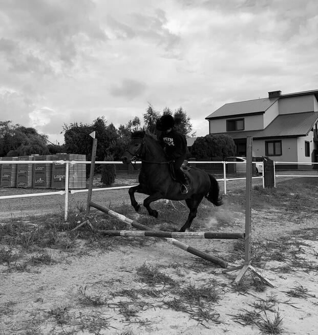 Ogier huculski z licencją JESTON (GURGUL)