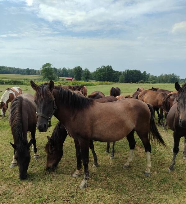 Sprzedam konie huculskie mojej hodowli po rodzicach dopłatow