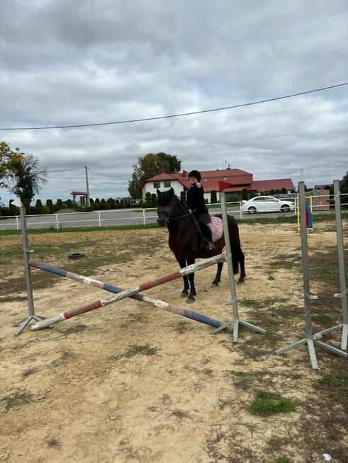 Ogier huculski z licencją JESTON (GURGUL)