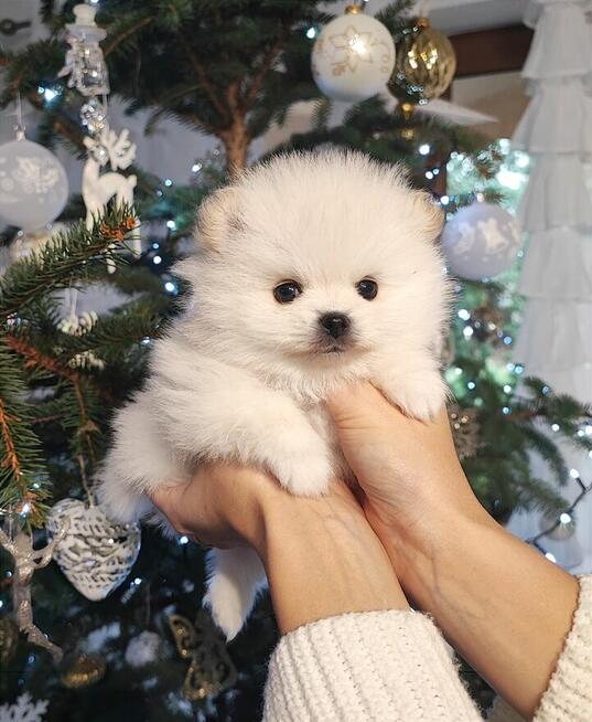 Szpic miniaturowy pomeranian