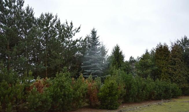 Trzy przyległe działki w Jankach: 6676m2, 3260m2, 2956m2