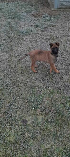 Owczarek belgijski malinois