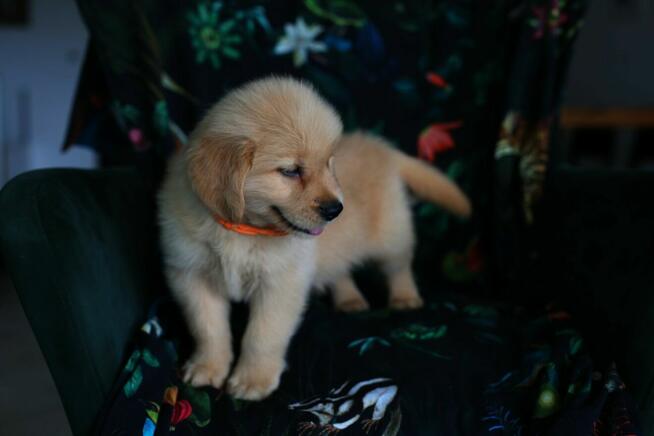 GOLDEN RETRIEVER-szczeniaki 100% linia amerykańska, ,ZKwP/FC