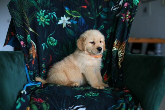 GOLDEN RETRIEVER-szczeniaki 100% linia amerykańska, ,ZKwP/FC