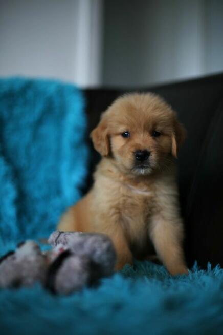 GOLDEN RETRIEVER-szczeniaki 100% linia amerykańska, ,ZKwP/FC