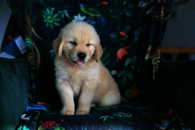 GOLDEN RETRIEVER-szczeniaki 100% linia amerykańska, ,ZKwP/FC