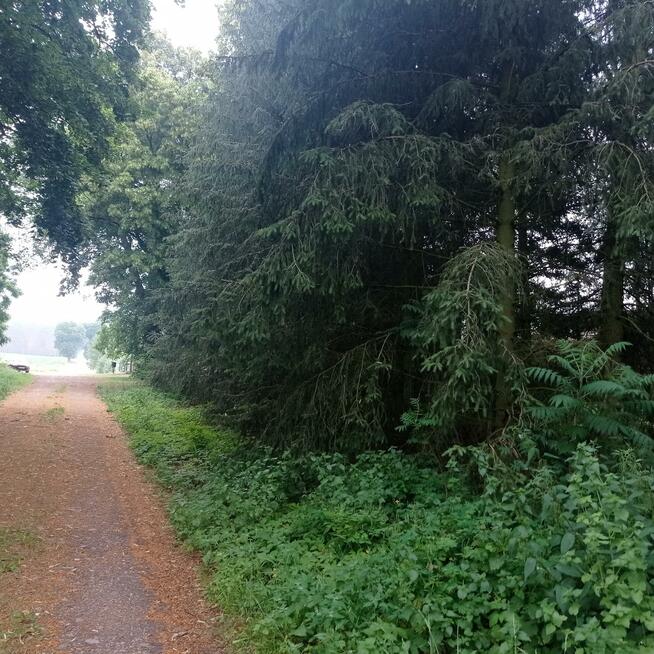 Działka budowlana Klotyldzin gm. Margonin