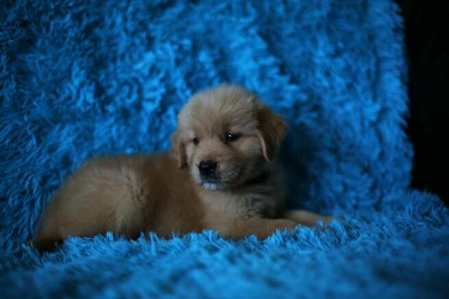 GOLDEN RETRIEVER-szczeniaki 100% linia amerykańska, ,ZKwP/FC