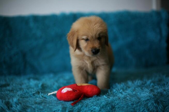 GOLDEN RETRIEVER-szczeniaki 100% linia amerykańska, ,ZKwP/FC