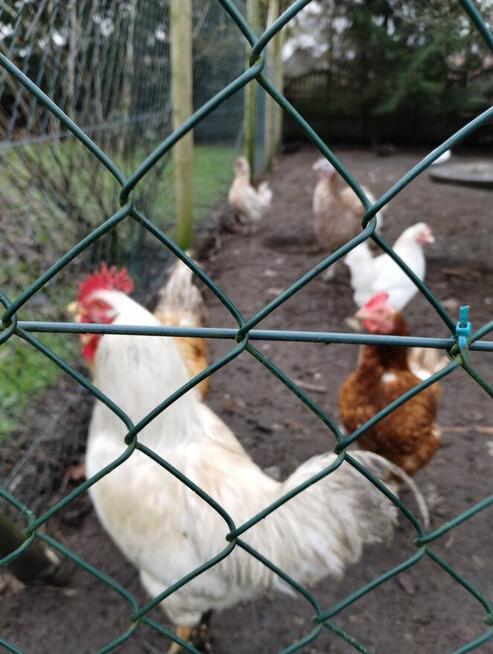 koguty od kur niosek