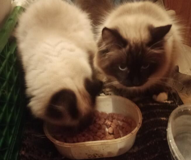 Cudowne koty Ragdoll, które leczą