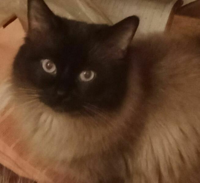 Cudowne koty Ragdoll, które leczą