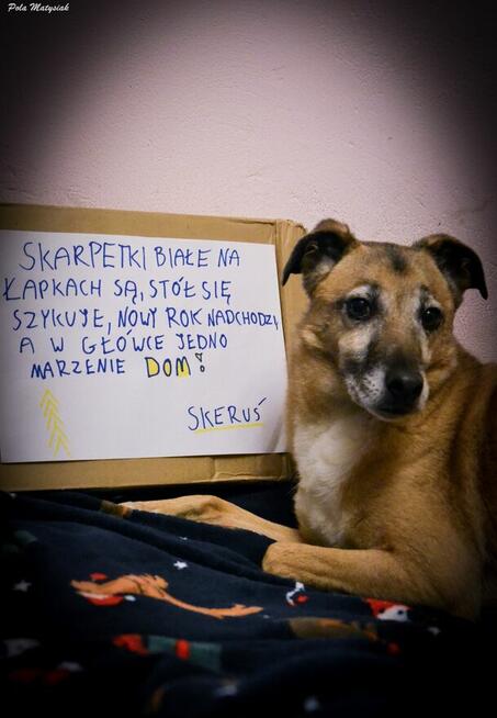 Skeruś dla przyjaciół Stefan