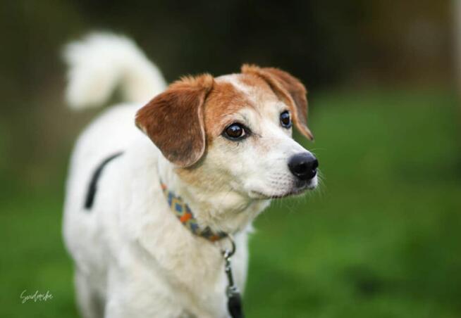 Nieduża, wesoła Bunia prosi o dom.