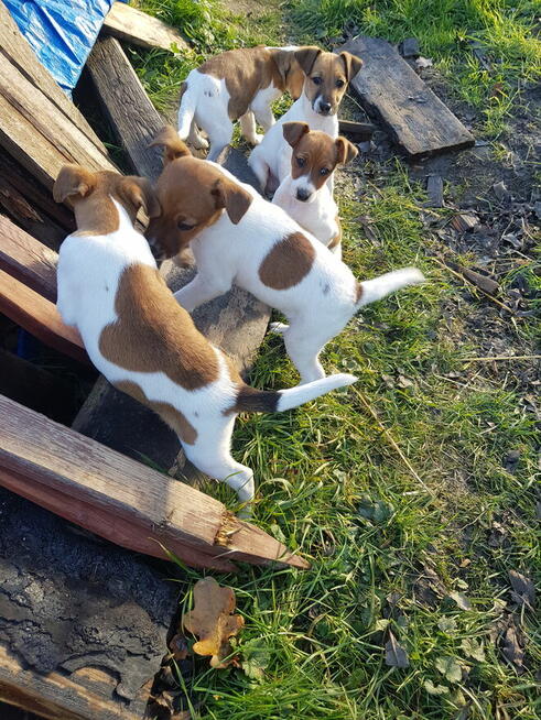 Foksterier krótkowłosy szczenięta