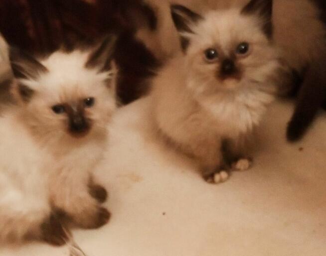 Cudowne koty Ragdoll, które leczą