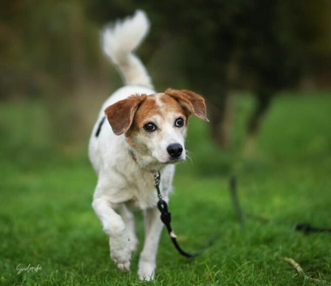 Nieduża, wesoła Bunia prosi o dom.