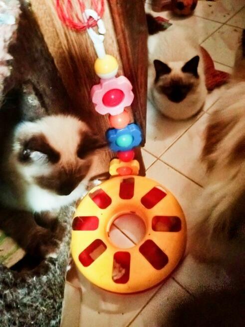 Cudowne koty Ragdoll, które leczą