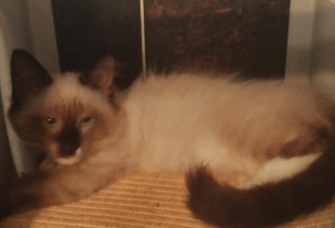 Cudowne koty Ragdoll, które leczą