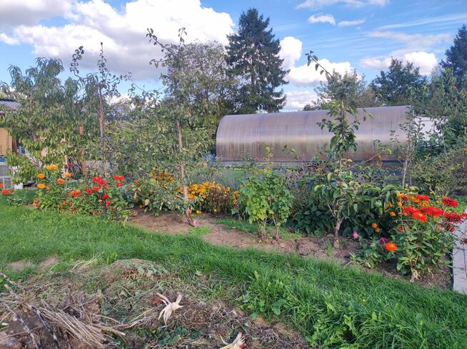 Rod Westerplatte. Paluch Miejski