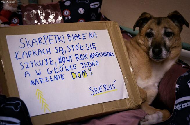 Skeruś dla przyjaciół Stefan