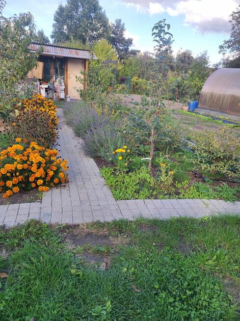 Rod Westerplatte. Paluch Miejski