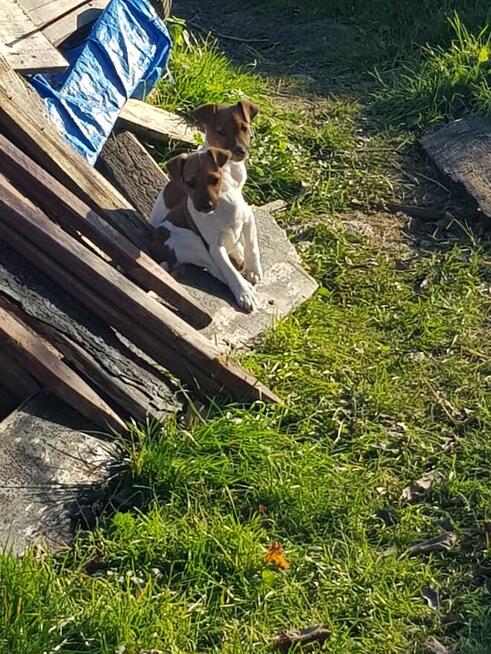 Foksterier krótkowłosy szczenięta