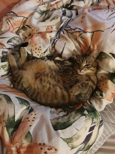 Zaginął kot Stefanek Ostrołęka! Nagroda 1000zł