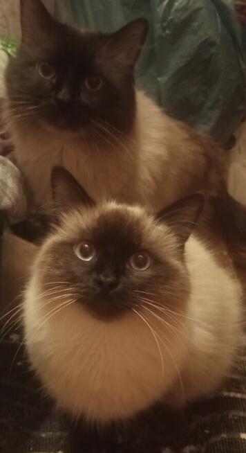 Cudowne koty Ragdoll, które leczą