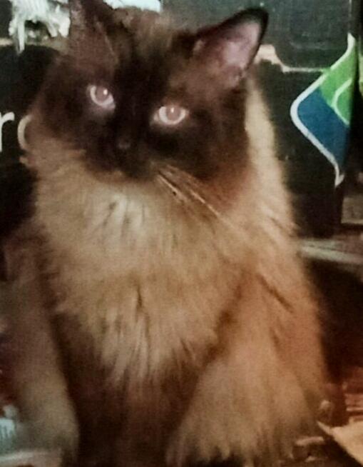 Cudowne koty Ragdoll, które leczą