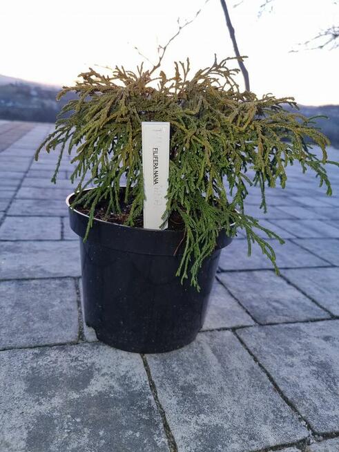 Filifera nana