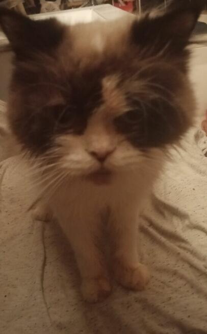 Cudowne koty Ragdoll, które leczą