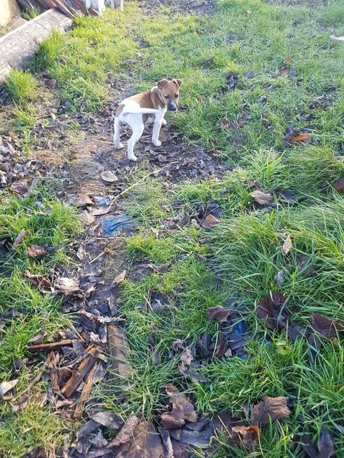 Foksterier krótkowłosy szczenięta