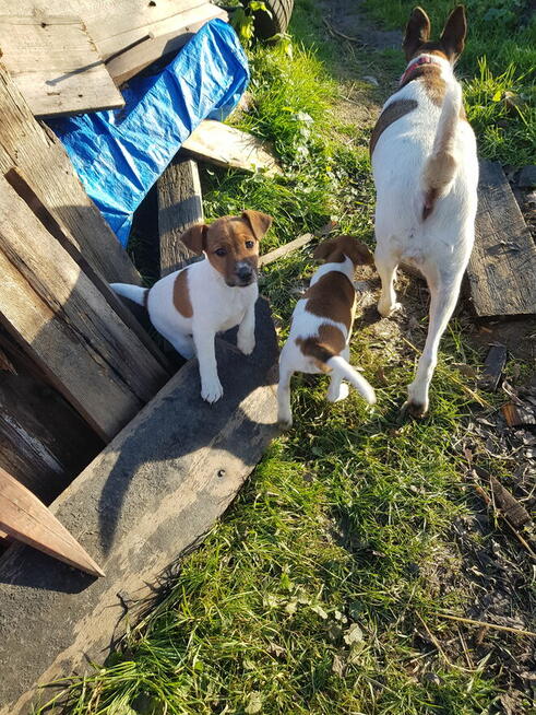 Foksterier krótkowłosy szczenięta